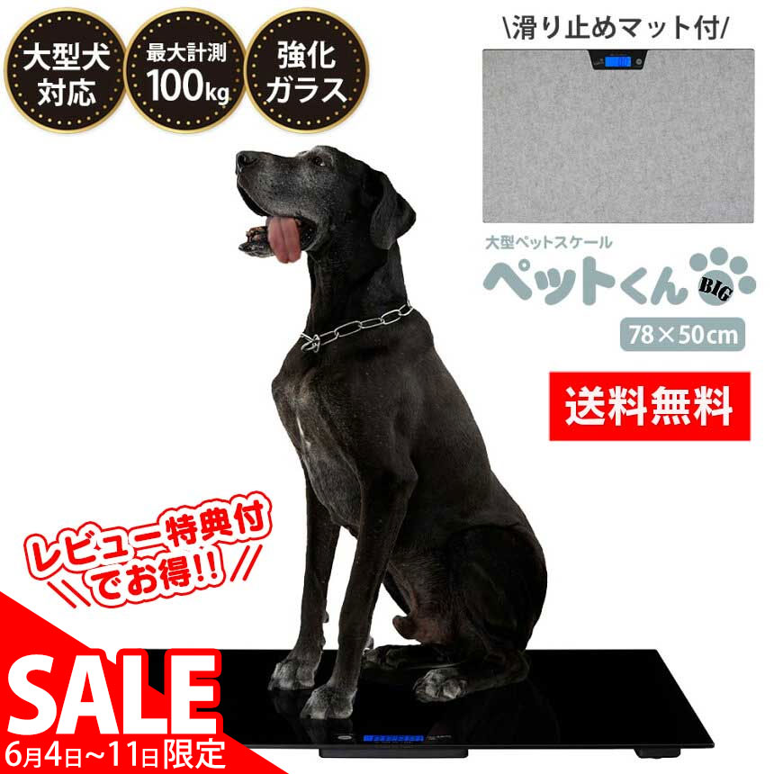 百貨店SALE★尖んがり知らせ