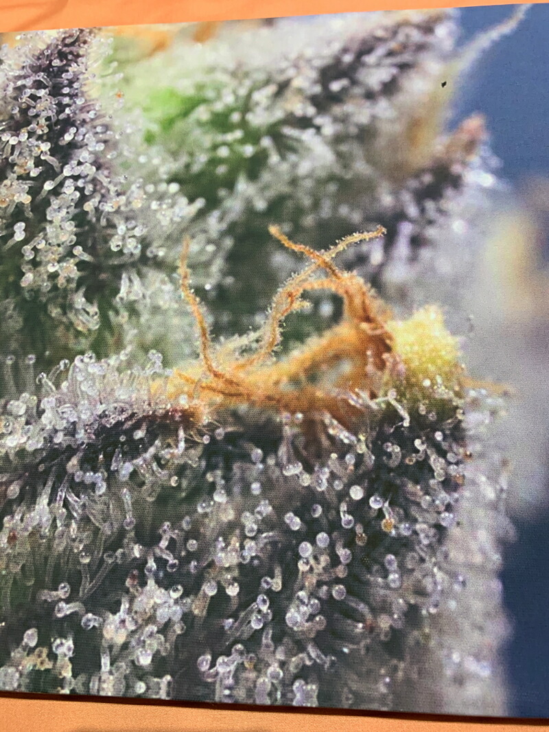 楽天市場 マリファナ バッズ 4 カンナビス 麻 Thc テトラヒドロカンナビノール Marijuana サイケデリック 幻想的 瞑想 高画質パネルアートパネル 壁掛け 30x40cmcm インテリア キャンバス 木枠付き ポスター インディカ サティバ Wigggy Oridinal Desgin Shop