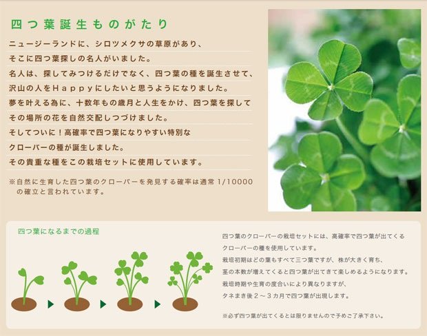 楽天市場 母の日 ギフト プレゼント きっとみつかる四つ葉のクローバー栽培セット 聖新陶芸 栽培キット ハーブ 栽培セット ハーブ エッグリング ガーデニング 栽培 ウィッグの専門店ウィッグランド