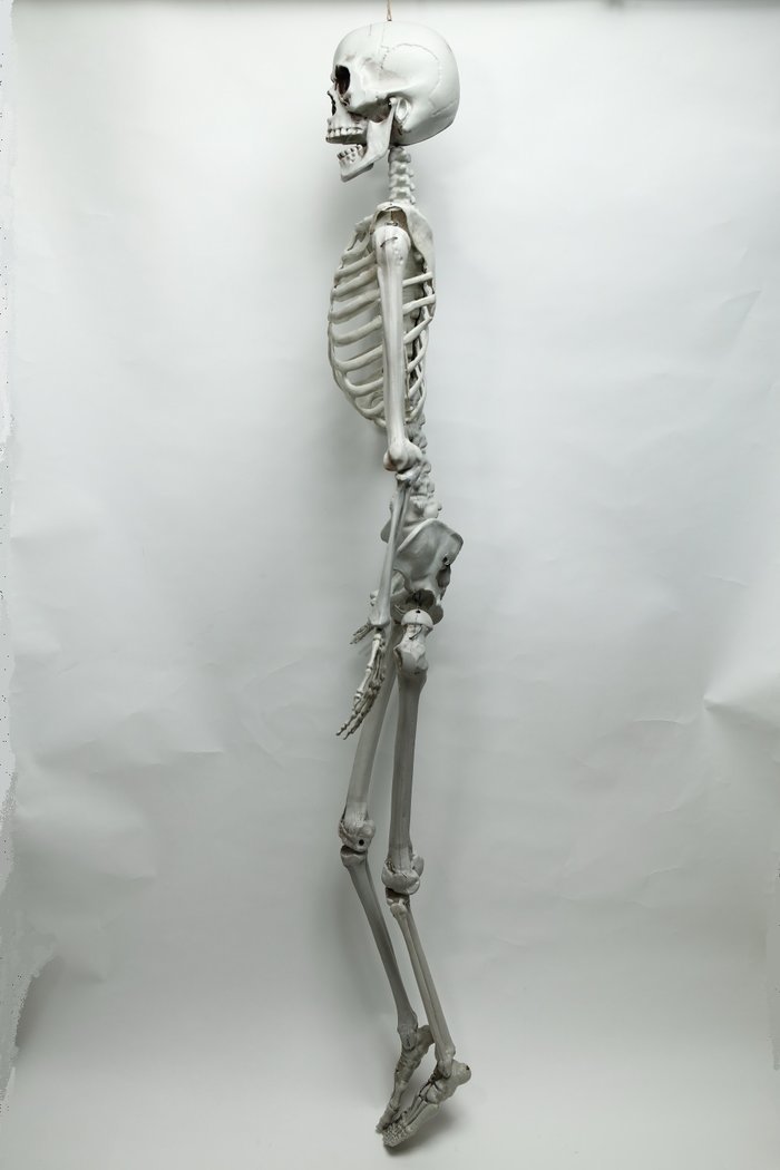 楽天市場 送料無料 等身大骸骨 ハロウィン 飾り ウィッグの専門店ウィッグランド