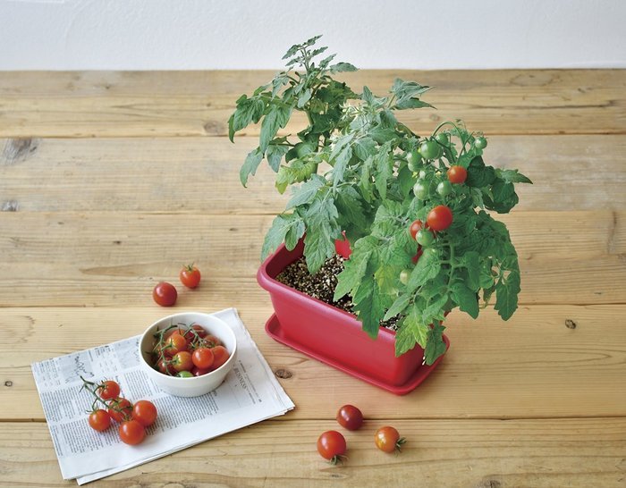 楽天市場 Enjoy Planter Vege Mini Tomato エンジョイプランター ベジ ミニトマト プチ菜園 聖新陶芸 栽培セット ギフト ガーデニング インテリア雑貨 プレゼント 観葉植物 ウィッグの専門店ウィッグランド