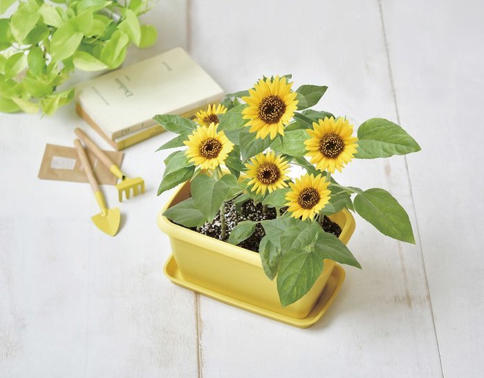 楽天市場 Enjoy Planter Flower エンジョイプランター フラワー ミニヒマワリ ギフト インテリア雑貨 栽培セット 聖新陶芸 ガーデニング プチガーデニング プレゼント 観葉植物 ウィッグの専門店ウィッグランド