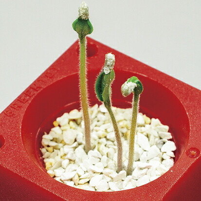 Green Toy グリーントイ おつまみ枝豆 えだまめ えだ豆 ペットボトルで育てる栽培セット プチ菜園 景品 聖新陶芸 ギフト 栽培セット ガーデニング インテリア雑貨 プレゼント 観葉植物 ウィッグの専門店ウィッグランド