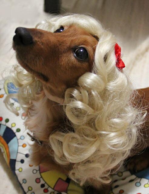 Wigs2you The Pet Wig Wig P 011 With Ribbons And Curls Curly