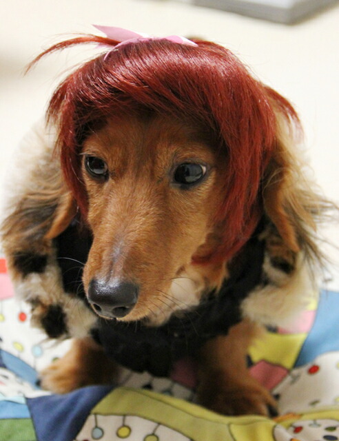 猫用ウィッグキューティツインテール Wigs2you】ペットウィッグ/P-007/ツインテール/カール/巻き髪/激