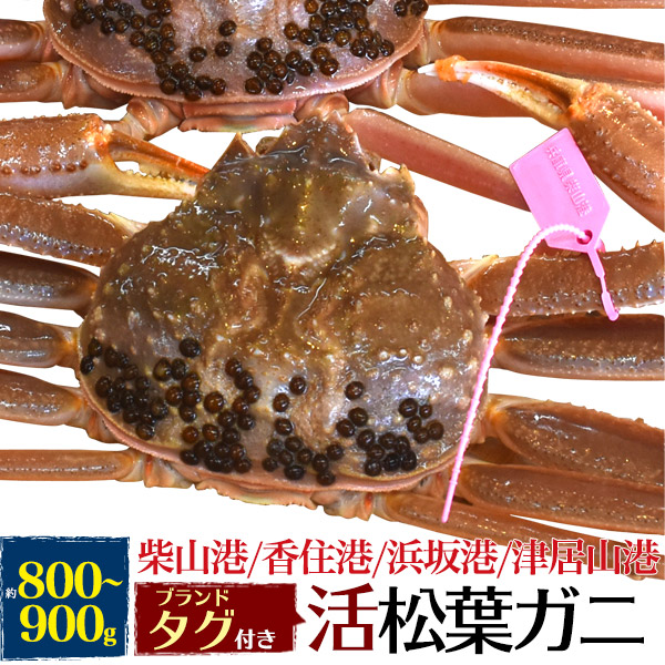 激安ブランド 活松葉ガニ 800g前後 ズワイガニ 産地証明タグ付き 贈り物 ギフト お取り寄せ 通販 お祝い 国産 内祝い 産地直送 産直 送料込み 柴山港 津居山港 香住港水揚げ ブランド松葉蟹 松葉がに 柴山かに 津居山かに 香住かに カニ ずわいがに 山陰産 宅送