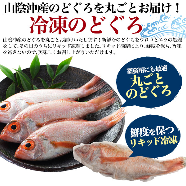 市場 送料無料 山陰沖産 ひもの ノドグロ 干物 のどぐろ 約200〜250g アカムツ 特大サイズ 贈り物 2尾セット あかむつ 産地直送  お取り寄せ 2枚 赤むつ ギフト