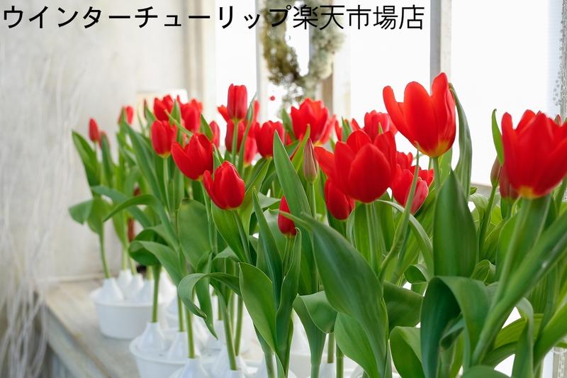 楽天市場 ウィンターチューリップ水耕栽培キット Wintertulip ウインターチューリップ楽天市場店