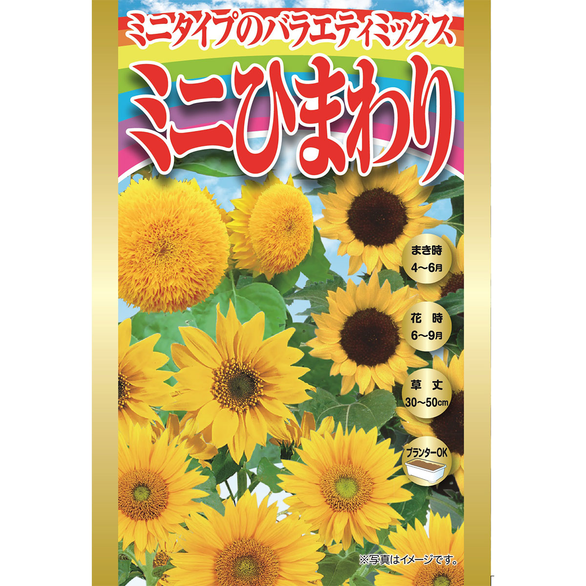 楽天市場】花種子 『タキイ種苗』 ひまわり サンライズ