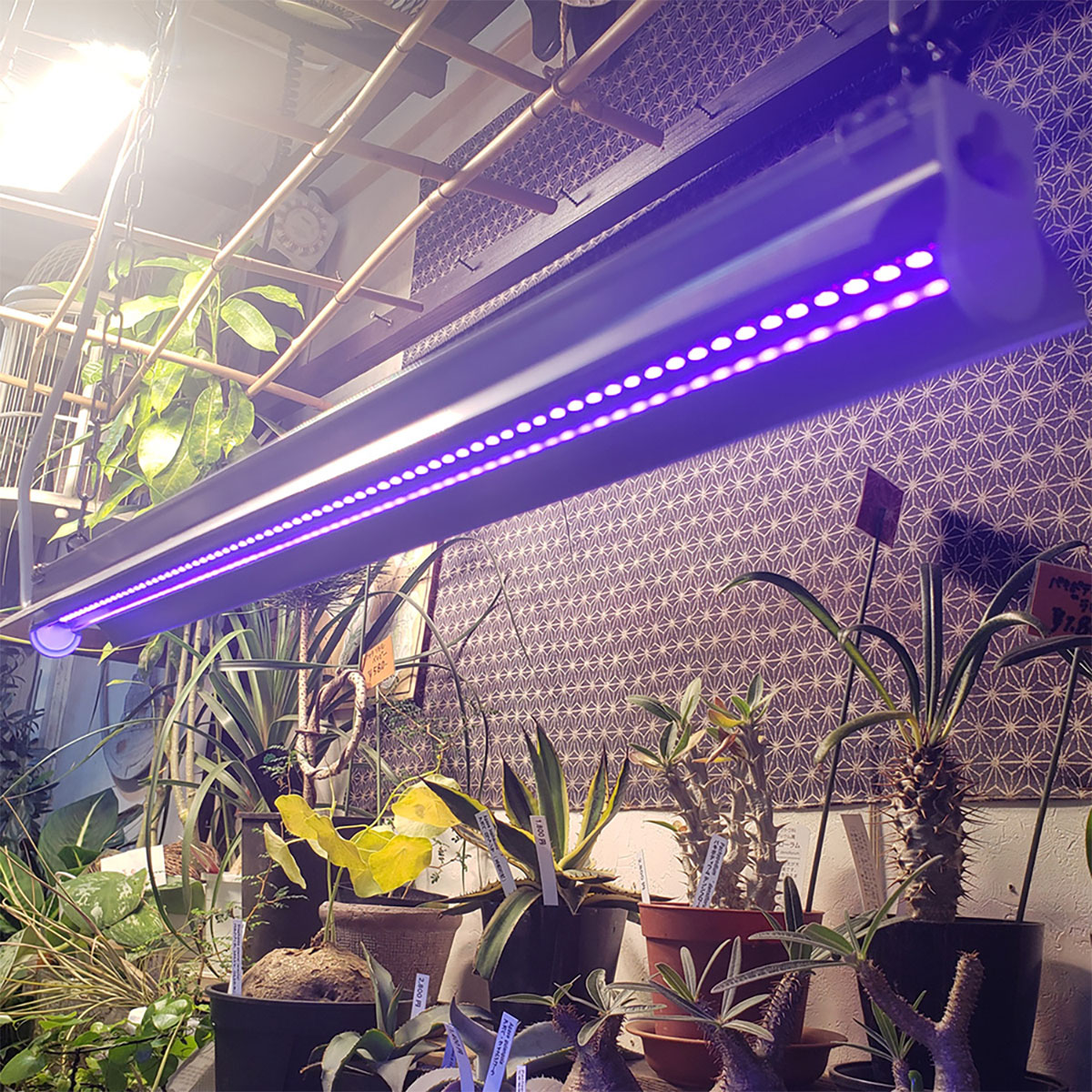 LED UV LIGHT15 植物育成灯 紫外線ライト UVライト 楽天市場】LED UV LIGHT15 植物育成灯 紫外線ライト UVライト