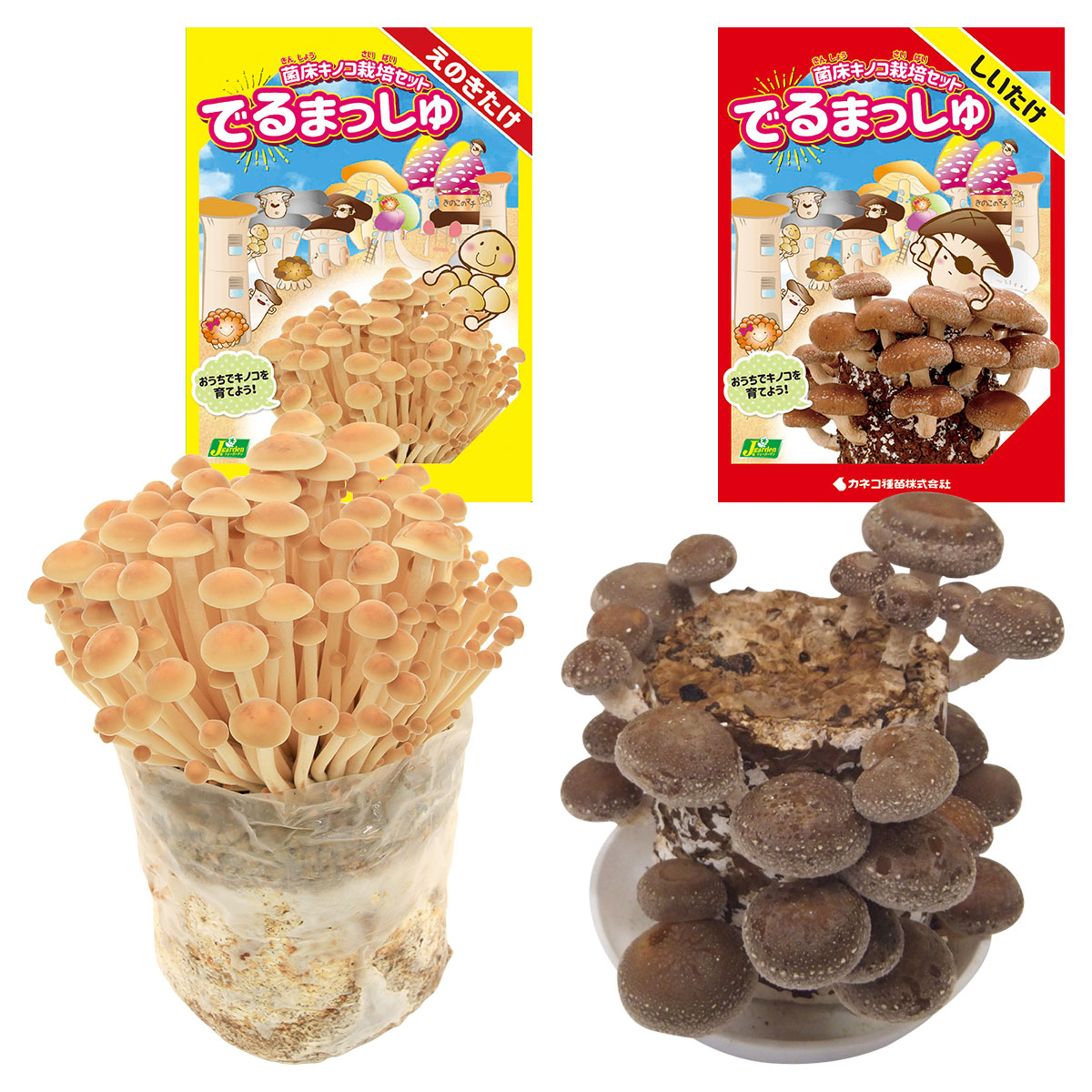 楽天市場】菌床キノコ 栽培セット でるまっしゅ ひらたけ しいたけ