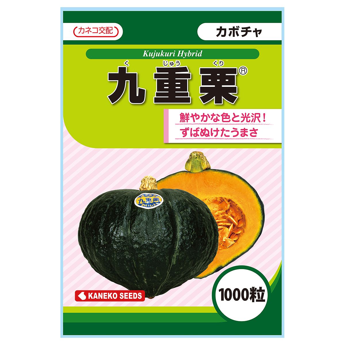 大容量 営利種 カボチャ 九重栗 1000粒 カネコ交配 カネコ種子 野菜種子 カボチャ種子 野菜種 種子 野菜の種 野菜 種 野菜 種子 カボチャ 種 カボチャ 種子｜ワイズライフ