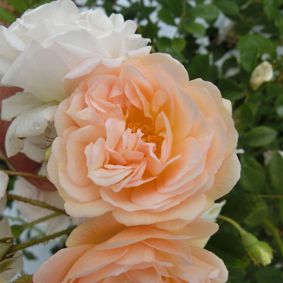 希少　薔薇苗　バラ苗　ロンドン。。。2年　1鉢 希少 薔薇苗 バラ苗 ロンドン。。。2年 1鉢