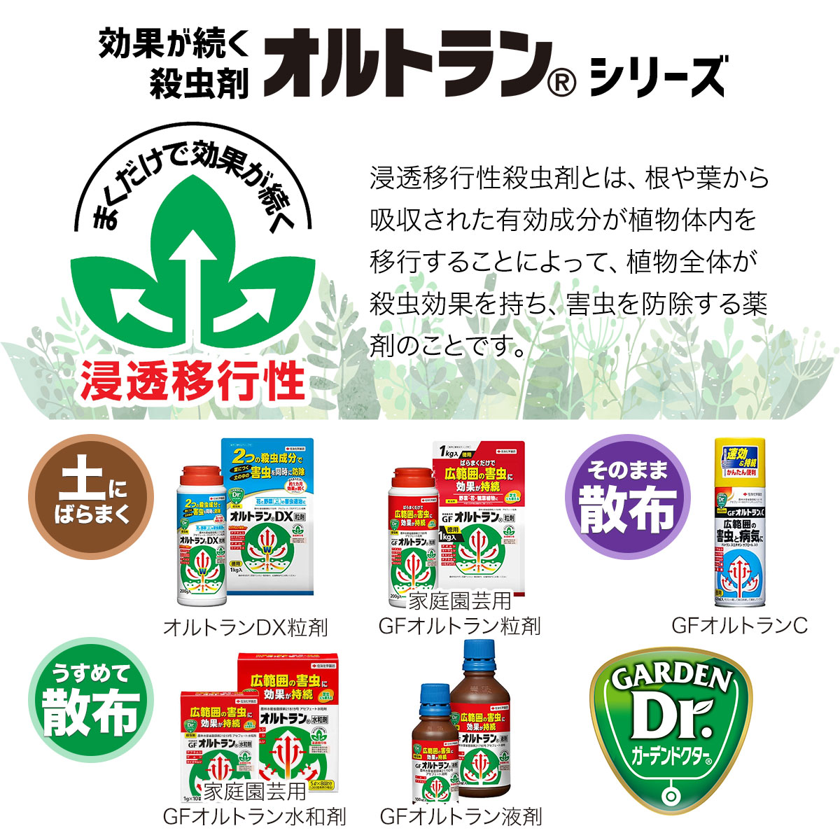 楽天市場 住友化学園芸 Gfオルトランc 4ml A ワイズライフ