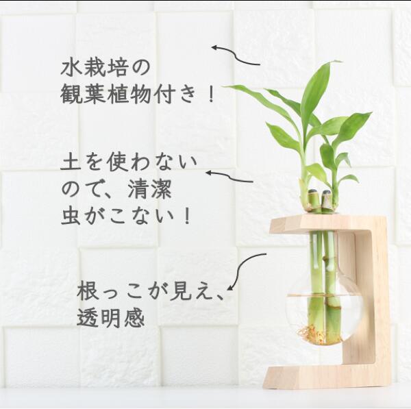 観葉植物付き 水栽培 ポット セット 花瓶 水耕栽培 キット グリーン ミニ 観葉植物 おしゃれ鉢 雑貨 インテリア ハイドロカルチャー 植木鉢 お祝い プレゼント 開店祝い お返し プチギフト 花 多肉植物 送料無料 透明 プランター Crunchusers Com