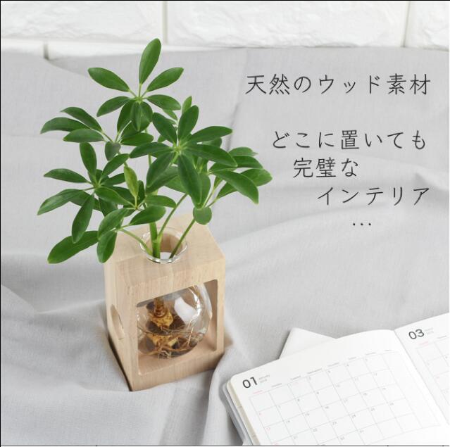 楽天市場 父の日ラッピング プレゼント 観葉植物付き 水栽培 ポット セット 花瓶 水耕栽培 キット グリーン ミニ 観葉植物 おしゃれ鉢 雑貨 インテリア ハイドロカルチャー 植木鉢 お祝い プレゼント 開店祝い お返し プチギフト 花 エコポッチ 多肉植物 送料無料