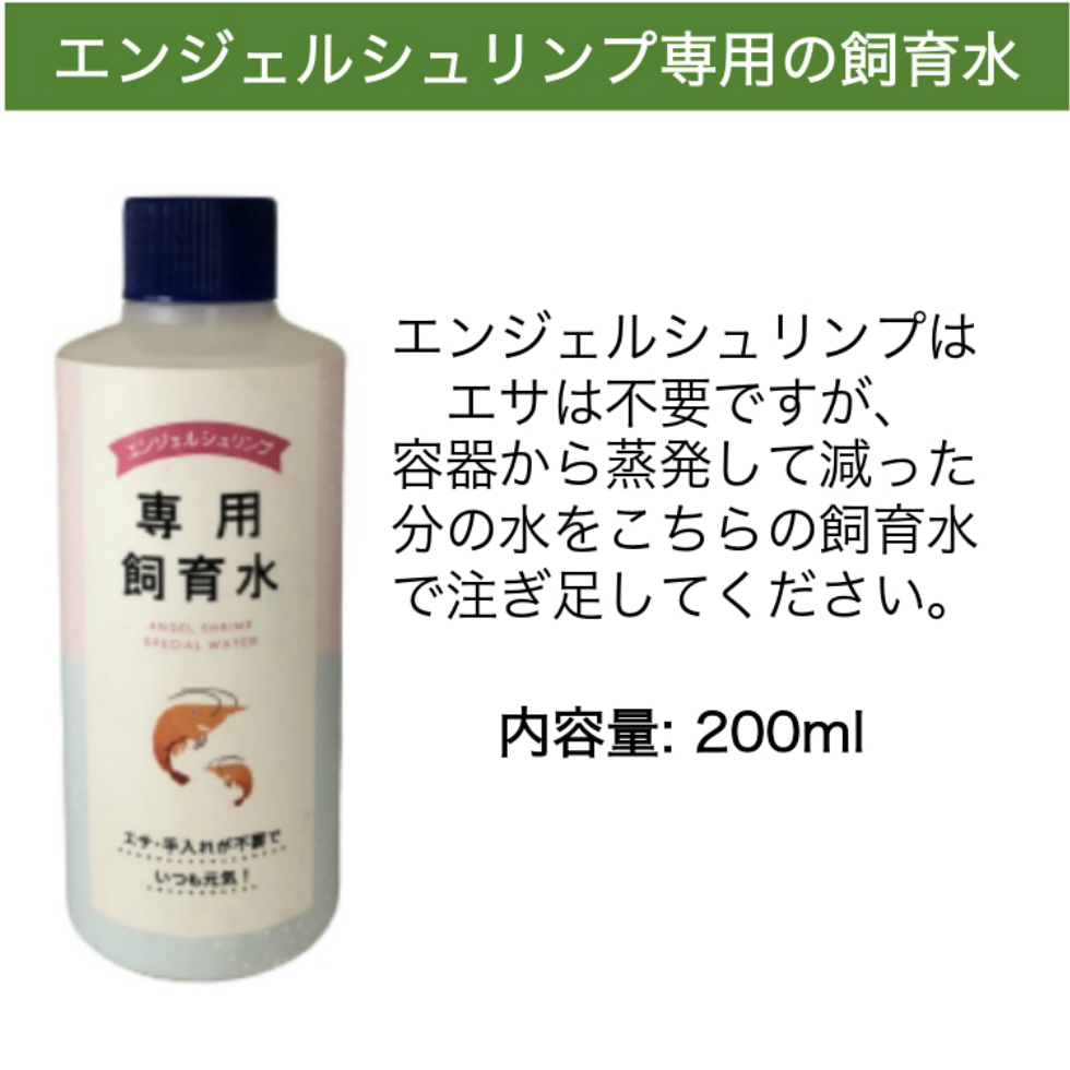 楽天市場 エンジェルシュリンプ 飼育水 1本 癒しエビ 熱帯魚 シュリンプ 飼育セット アクアリウム エビ 観賞 インテリア 手軽 初心者 癒し 癒しグッズ ホロホロシュリンプ ビクシーシュリンプ スカーレットシュリンプ おしゃれ オシャレ 観賞用 プレゼント ギフト 贈り物