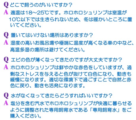 ラッピング可】父の日 エンジェルシュリンプ ナポリ L/ 熱帯魚 メダカ