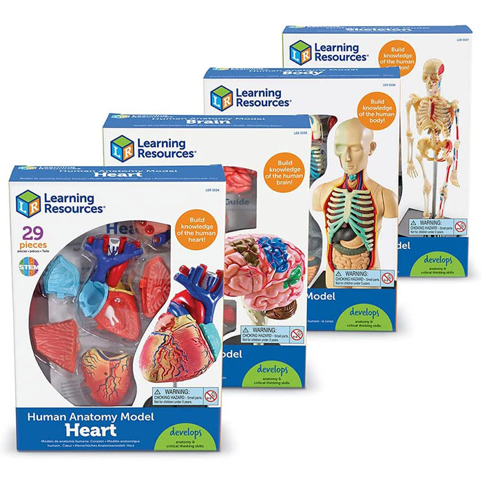 低価格の 英語版 パーフェクト学習ツール 解剖学モデルバンドルセット Learning Resources Bundle Anatomy Models Set