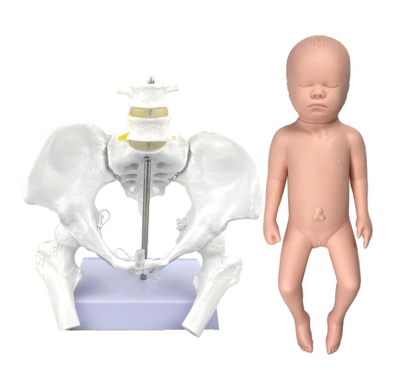実物大モデルの骨盤と実物大の赤ちゃんがついた立体的なモデル Flexible Female Pelvis Model with Baby Model Education Tools and Supplies|Wolfgang G