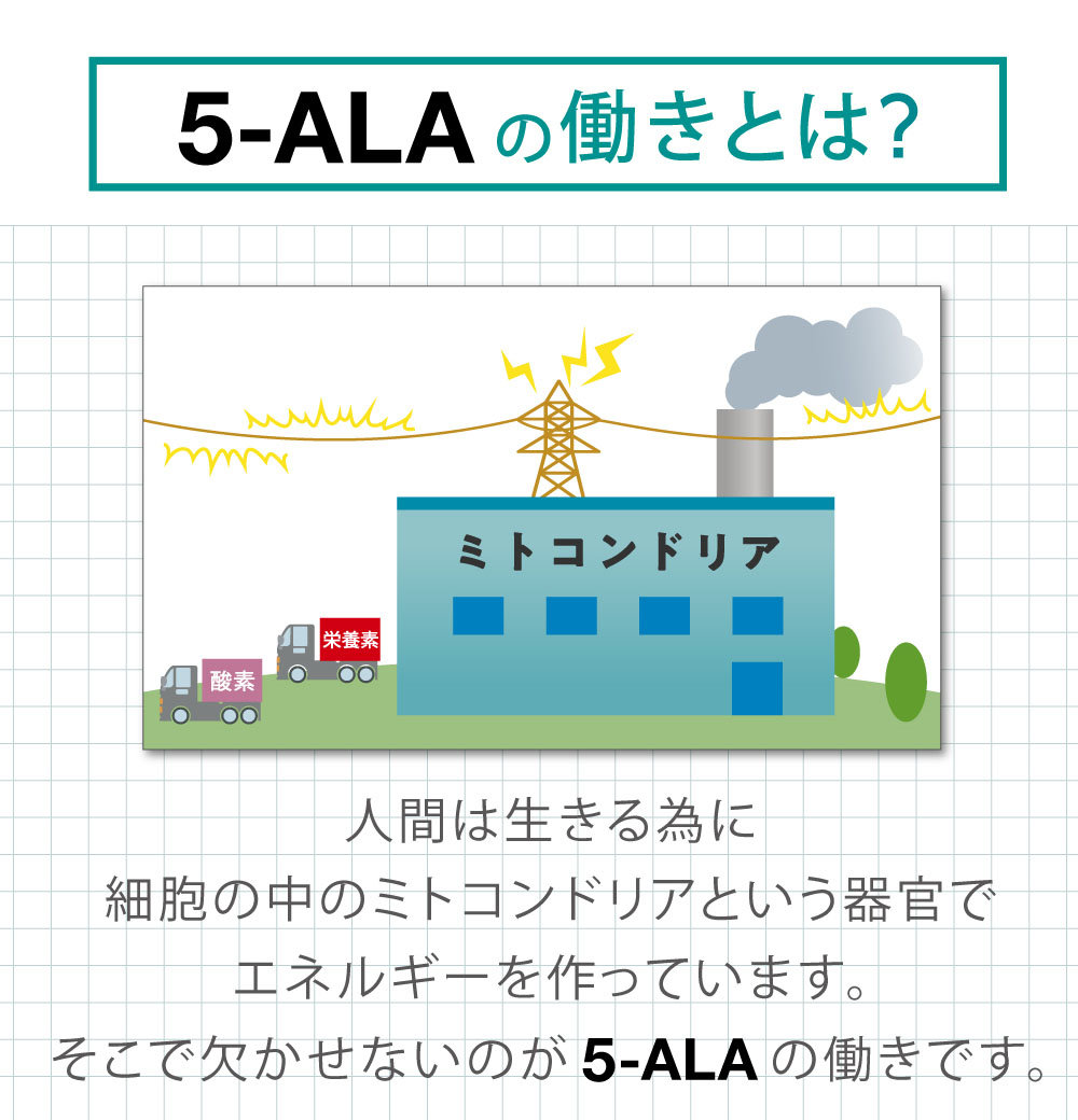 5 Ala 50mg アミノ酸 5 アミノレブリン酸 配合 60粒 瓶 60日分 日本製 ネオファーマジャパン 正規代理店サプリ サプリメント Butlerchimneys Com