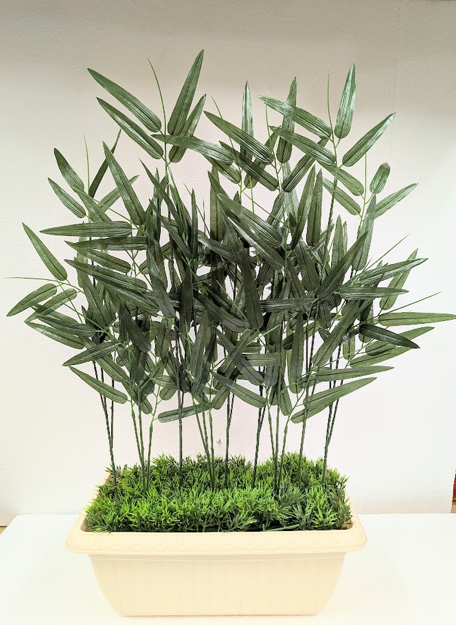 楽天市場】【即日出荷】盆栽：大福竹(信楽焼丸鉢)*ダイフクチク