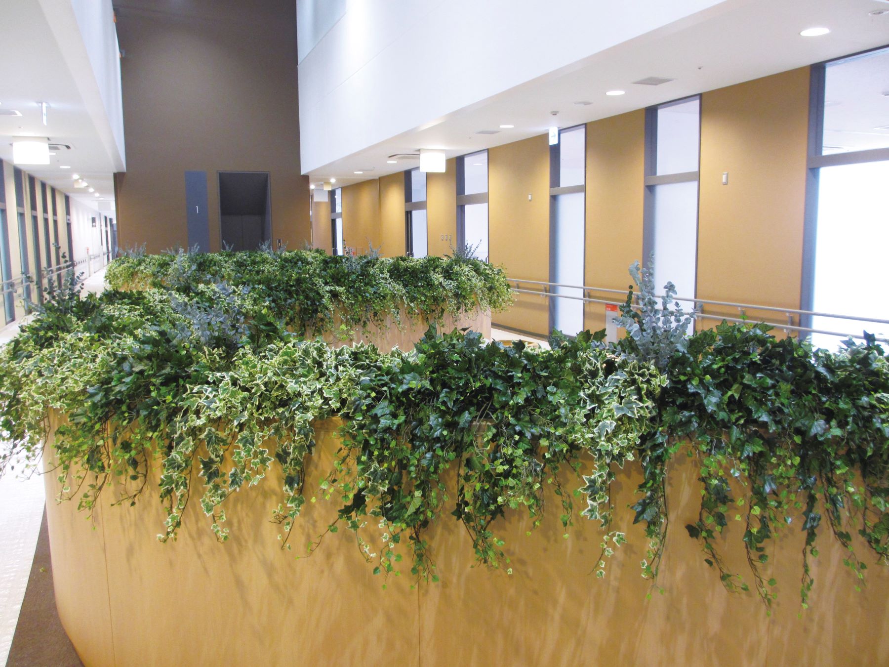 楽天市場】観葉植物 インテリアグリーン ビザールプランツ ミドリ