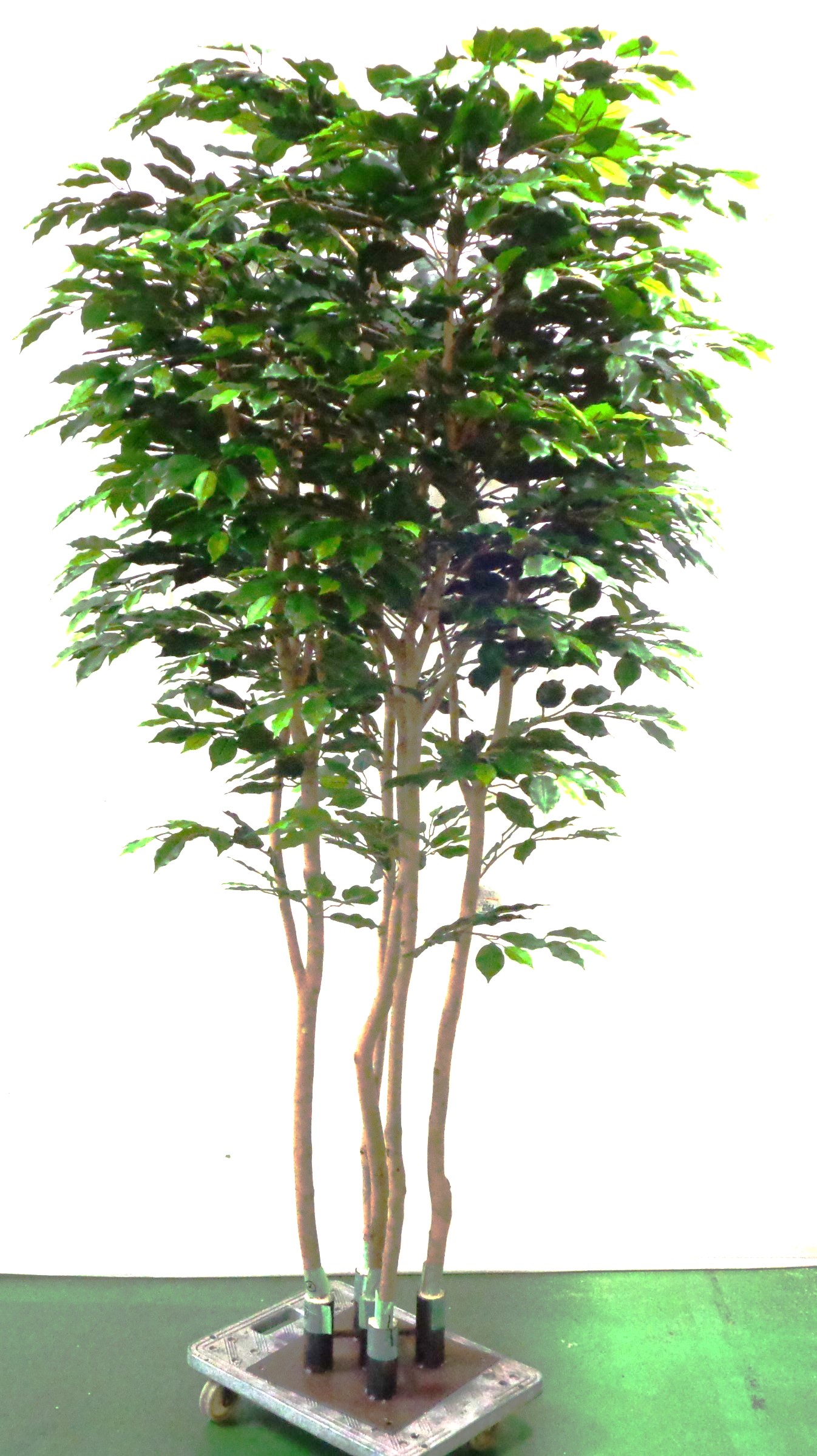 人工観葉植物　大型グリーン　3.2ｍ　ベンジャミン5本立て　　店舗デイスプレイ