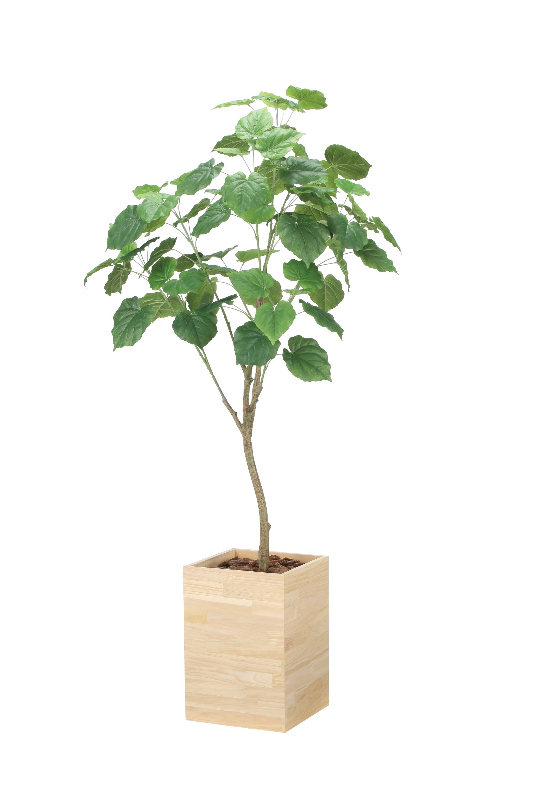 造花人工観葉植物　光の楽園ウッドボックスウンベラータ1.8ｍ　2025年度新商