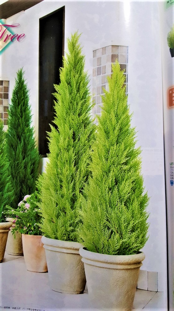 送料無料 ゴールドクレスト1 8ｍ 人工観葉植物 人工観葉植物 大型グリーン 造花の専門店 花 観葉植物 屋外使用可 きつつき