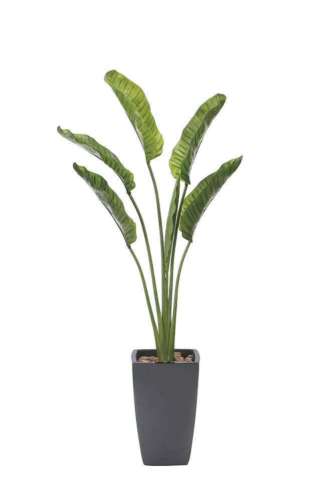 保存版 光触媒 人工観葉植物 光の楽園 人工観葉植物 オーガスター 1 85ｍ 光触媒加工 消臭 フェイクグリーンオーガスター 1 85 代引き不可 60 Off Sicemingenieros Com
