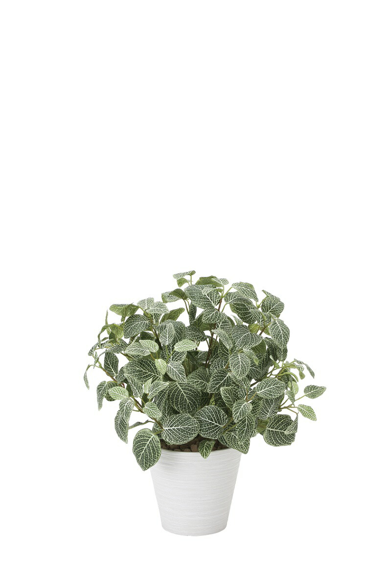 フェイクグリーン 観葉植物 フェイク 人工観葉植物 光触媒 造花 インテリア リアル おしゃれ お祝い 樹 木 室内 人気 空気清浄 玄関 リビング オフィス 部屋 シンプル 抗菌 消臭 観葉樹 フィットニアＭ（フロック加工）48ｃｍ（832k95）｜造花の専門店 きつつき