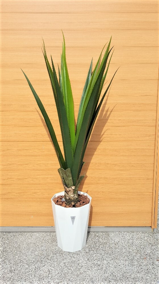 楽天市場】観葉植物：アロエ トンガエンシス メデューサ*大型佐川急便