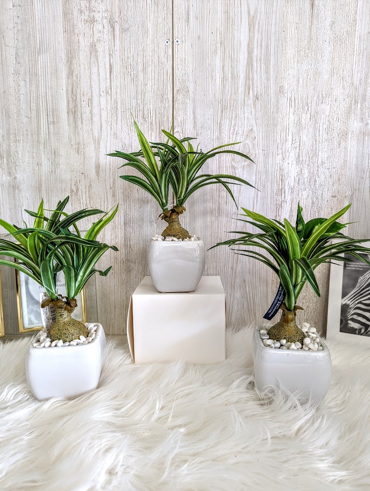 人工観葉植物 テーブルグリーン3点セット　ノリナ　　触媒加工　送料無料　まとめ買い