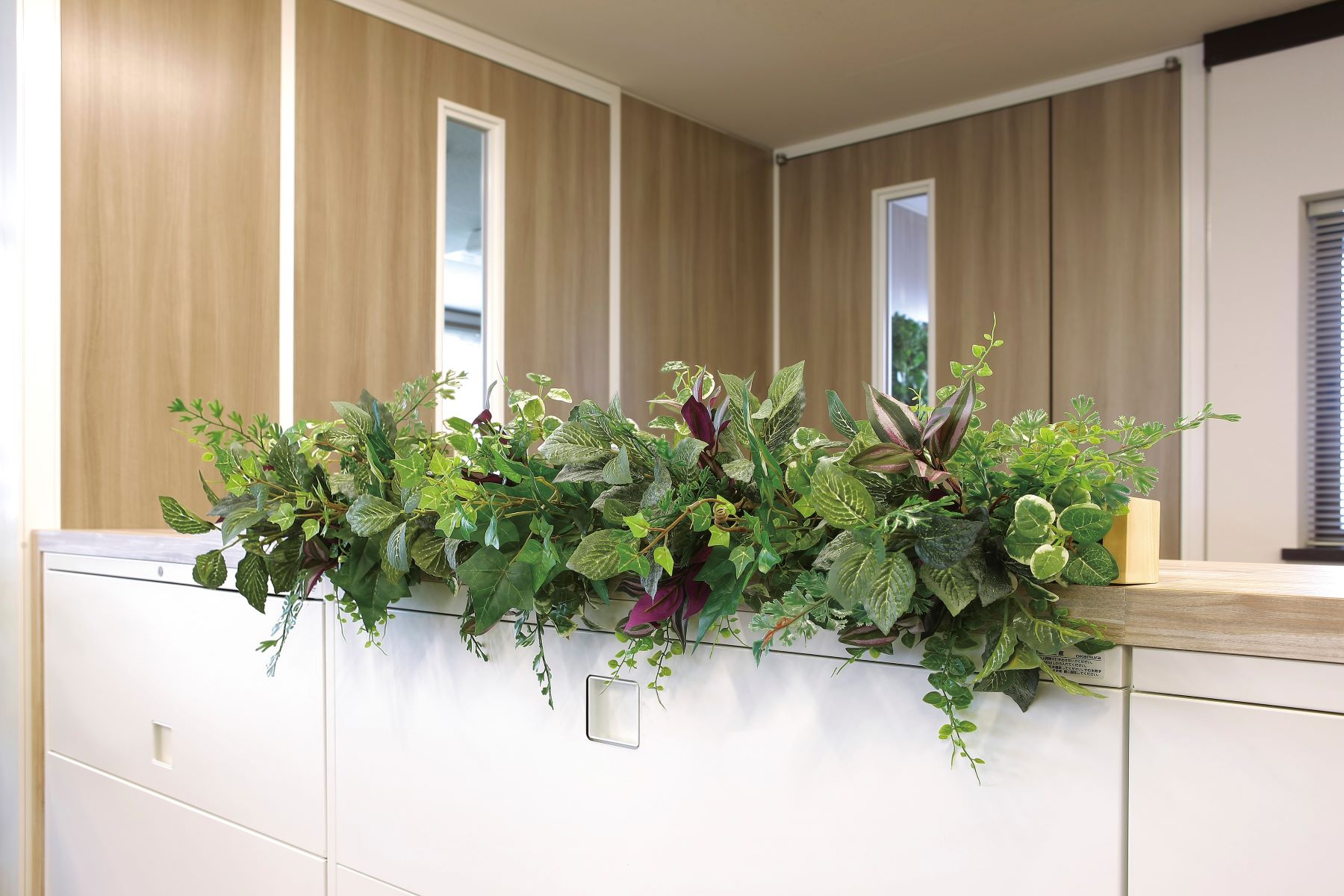 楽天市場】観葉植物 インテリアグリーン ビザールプランツ ミドリ