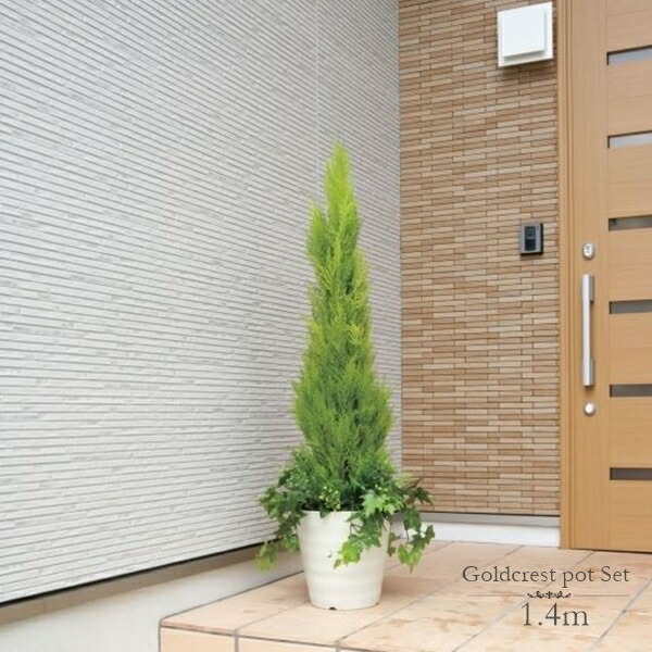 フェイクグリーン 観葉植物 フェイク 人工観葉植物 光触媒 造花 インテリア リアル おしゃれ お祝い 樹 木 室内 人気 空気清浄 玄関 リビング オフィス 部屋 シンプル 抗菌 消臭 観葉樹 ゴールドクレスト 1.4m トピアリー｜造花の専門店 きつつき
