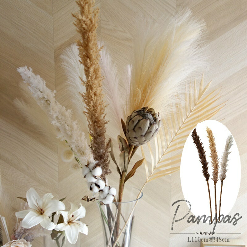 楽天市場】【数量限定】 斑入り葉 パンパスグラス「早秋風(高さ