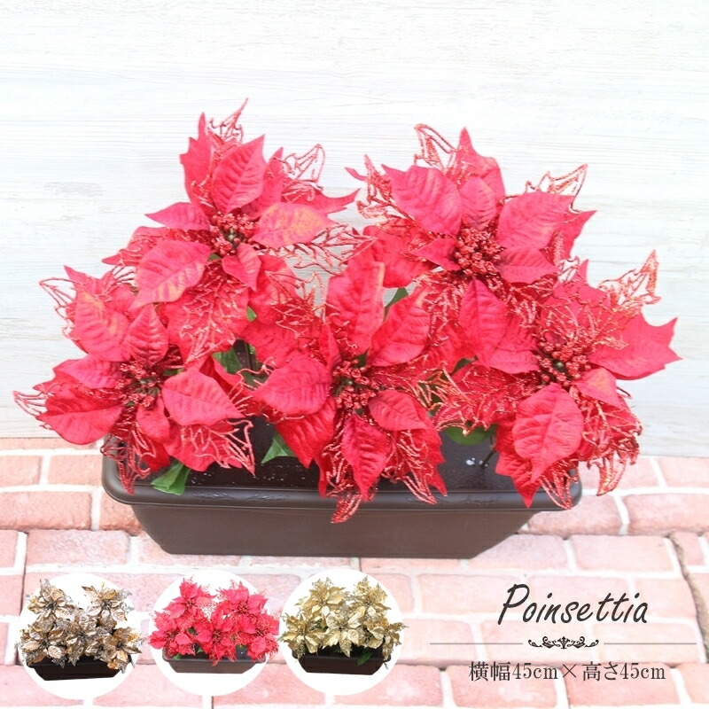 楽天市場】ポインセチア 鉢 3.5号サイズ クリスマス飾り