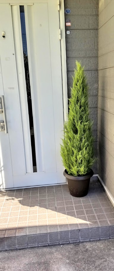 人工観葉植物　ゴールドクレスト1.5ｍ　屋外使用可　鉢カバー付き　　送料無料｜造花の専門店 きつつき 32,370円
