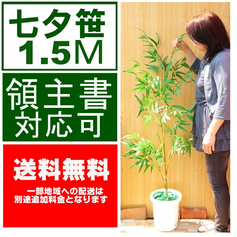 七夕ササ 貨物輸送無料◎ 笹 1.5ｍ 見せびらかす 高品質 七夕 人工観葉草木 笹  織姫 彦星 総やか申し付ける能力のある 和 和風 この大きいさでの最安値に商戦 かざり付ける 7月 大層らしい 笹 幼稚園 高齢者養護ホーム 飲食店 駅 買い出しショッピングセンター  ポット付