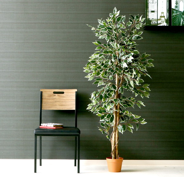 楽天市場】観葉植物 フェイク FICUS フィカス ゴムの木 160cm 大型