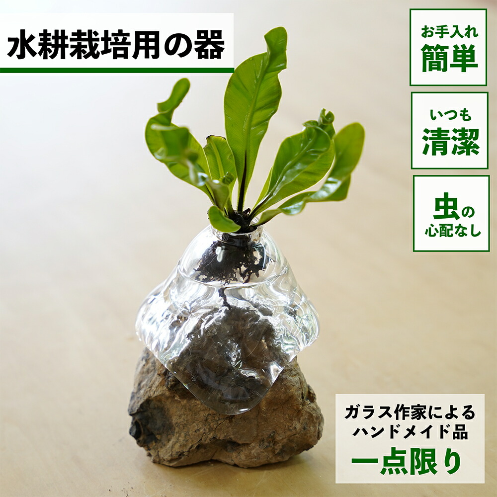 ガジュマルの育て方 花・ガーデン・DIY-花・観葉植物-観葉植物