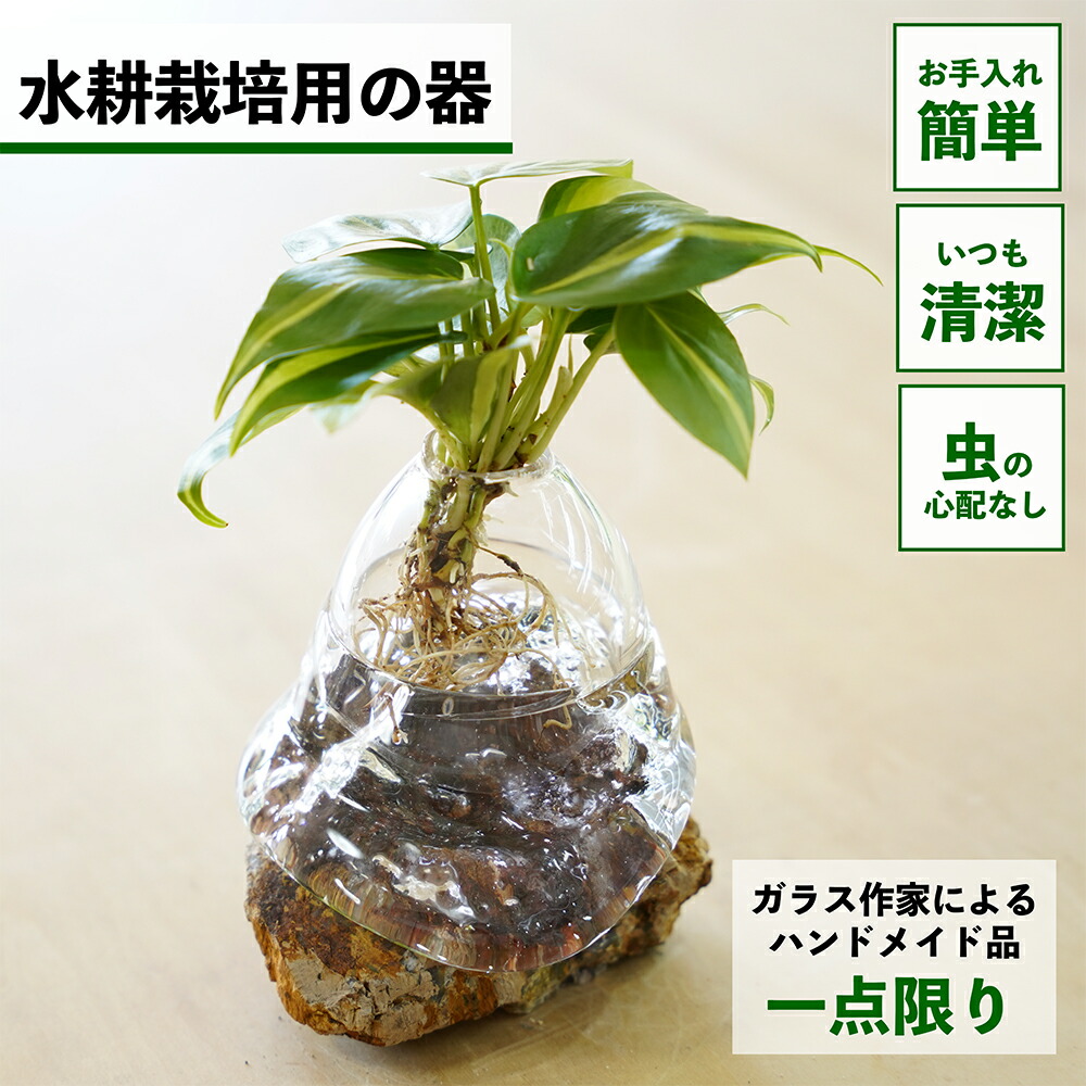 ガジュマルの育て方 観葉植物-花・観葉植物