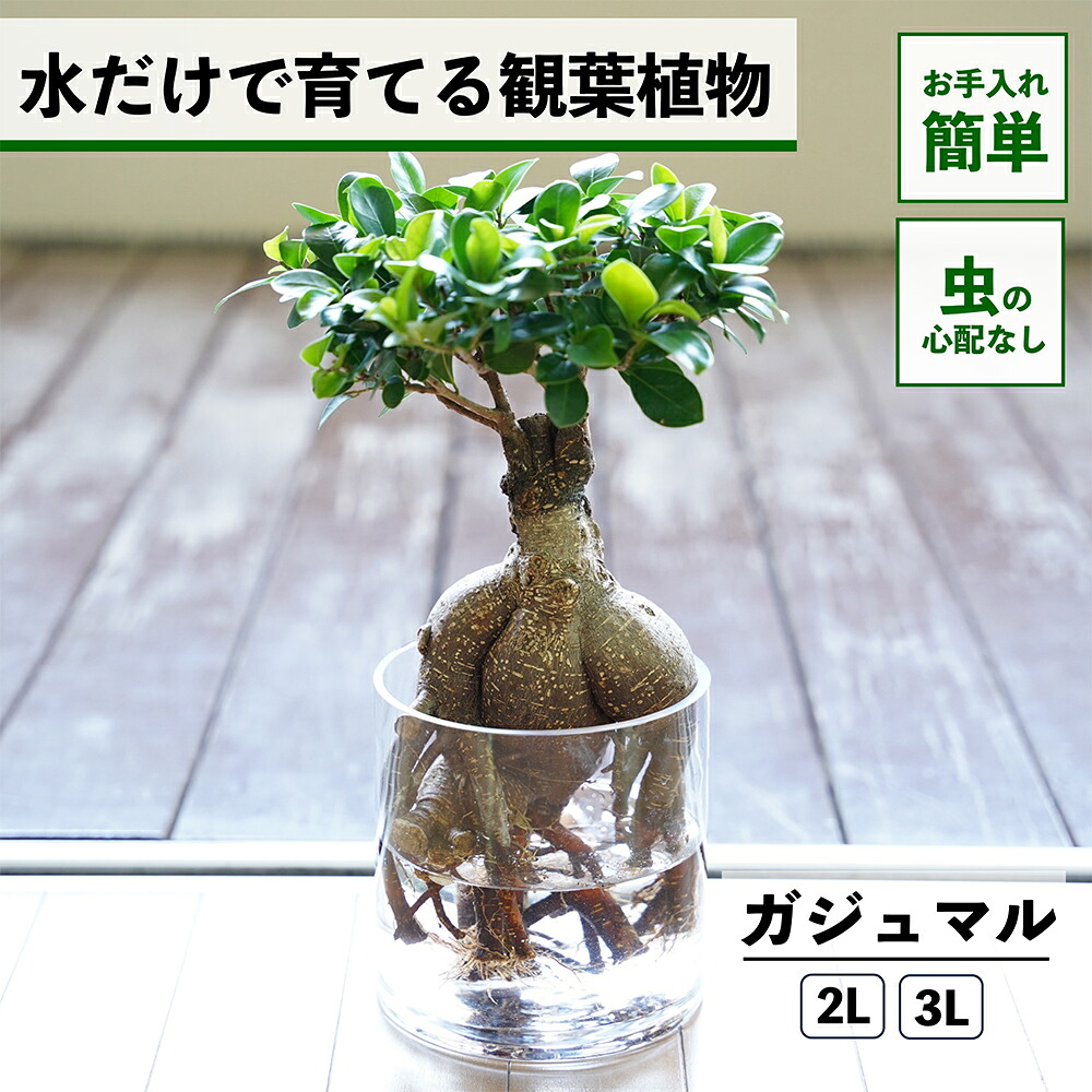 ガジュマルの育て方