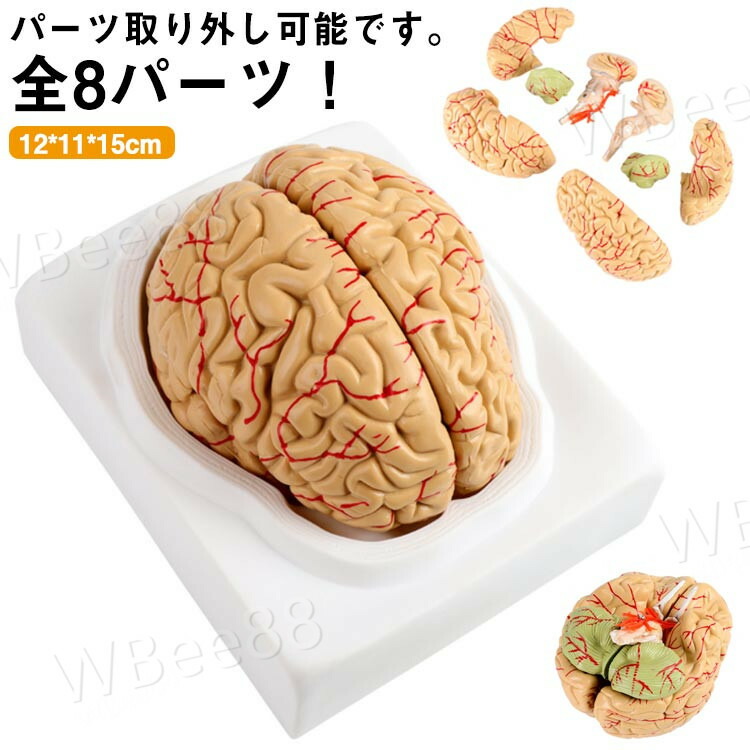 頭蓋骨 学習 高性能 勉強 医学 全8パーツ取り外し可能 立体 脳 脳モデル 断面 脳みそ 模型 大脳 学習 脳模型 解剖 仕組み 人体模型 断面図 図鑑 医師 医学生 神経学 テスト 脳解剖模型
