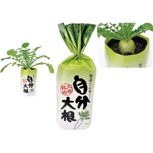 (まとめ)アーテック 自分大根