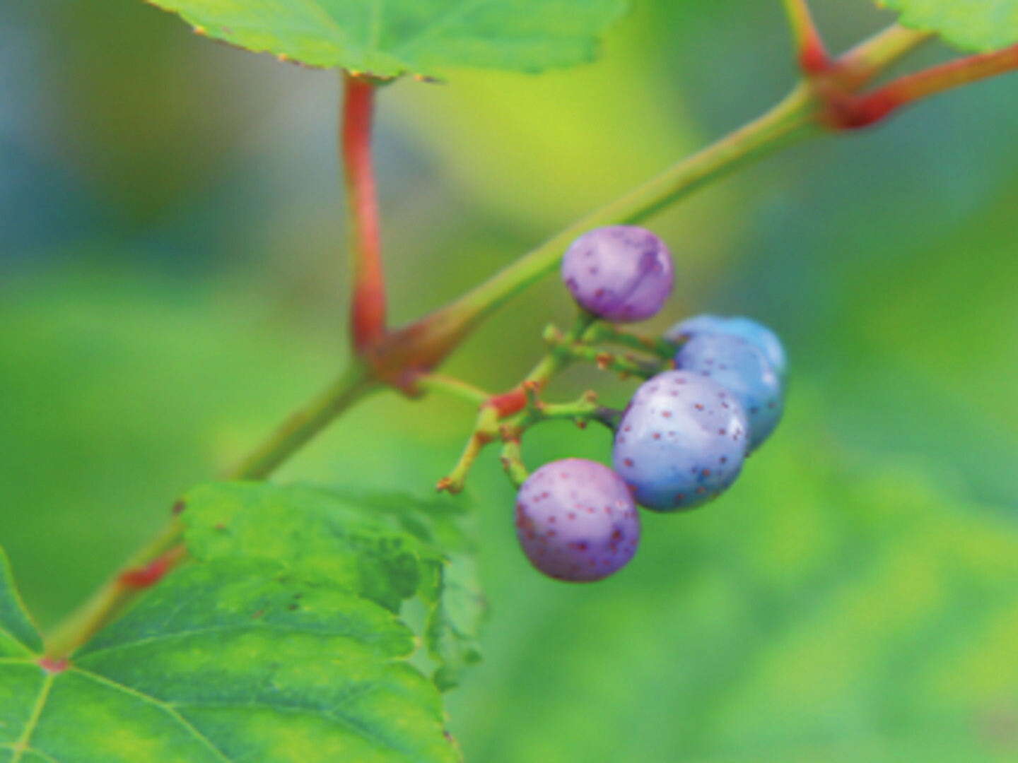 新作送料無料 ばんだいファーム ウマブドウの葉100 純ウマブドウ茶 30包 5袋セット 薬師の里 野ブドウ 送料無料 Fucoa Cl