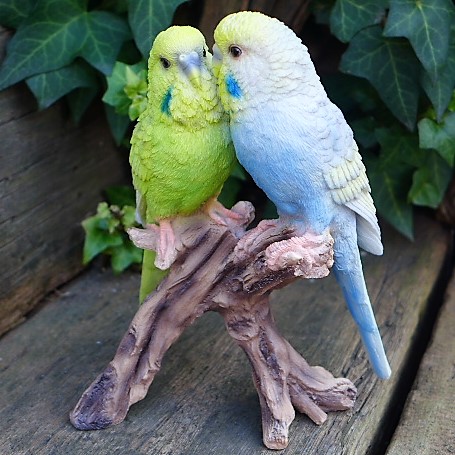 楽天市場】Budgie(Blue) セキセイインコ ブルー PUEBCO