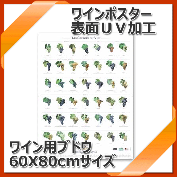 楽天市場 送料無料 折り目なしポスター ぶどう絵柄 セパージュ Uvフィルム表面加工 ブドウ品種の一覧ポスター Rcp ワイングラス カトラリー バー カクテル 北海道 沖縄 離島 追加送料あり ワインスタイル東京ギャラリー