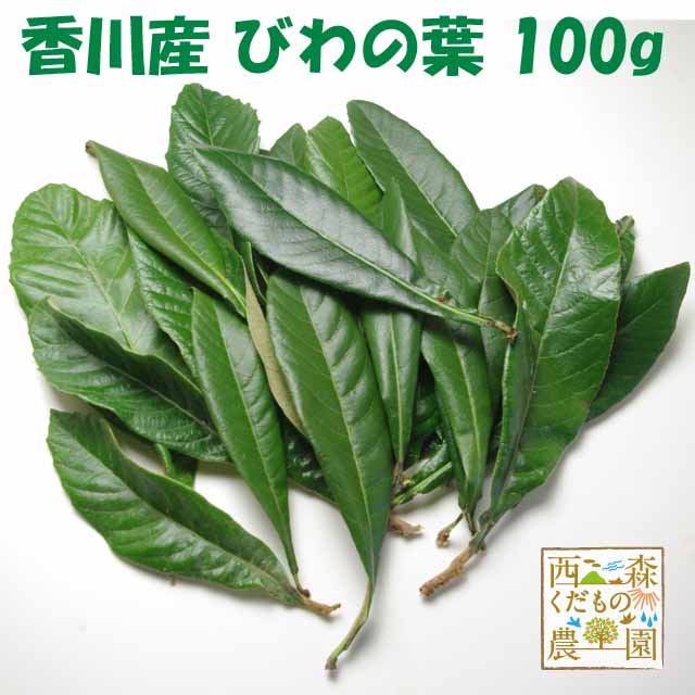 定番 無農薬 枇杷の葉 ビワの葉 乾燥 古葉 洗い カット120g